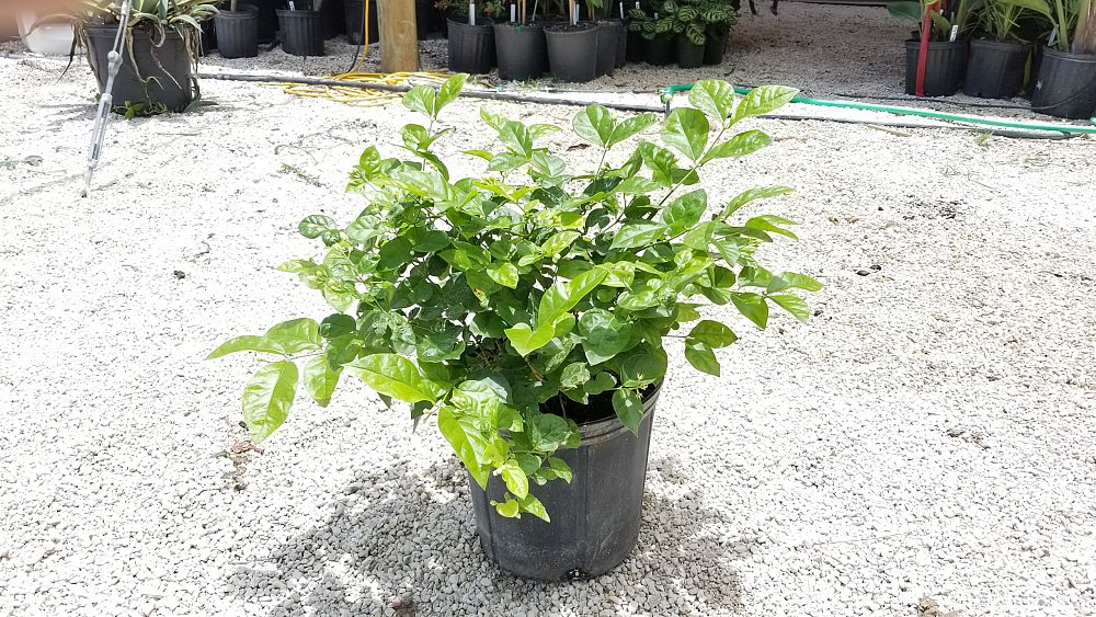 Jasminum sambac, Arabian Jasmine, Sambac Jasmine PlantVine