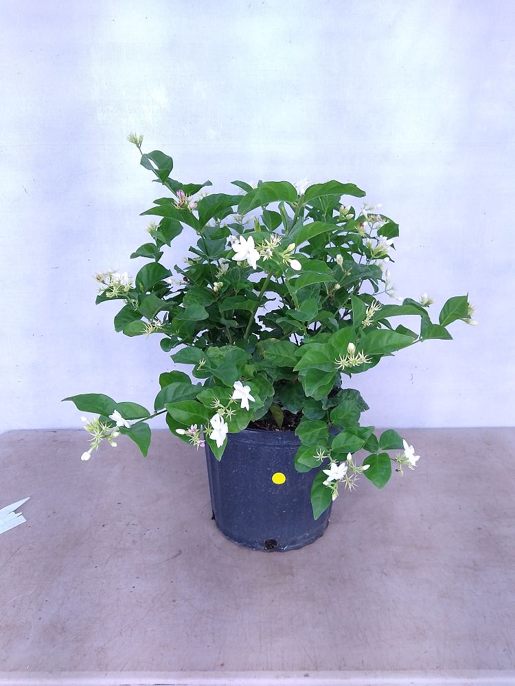 Buy Jasminum sambac, Arabian Jasmine, Sambac Jasmine Free Shipping