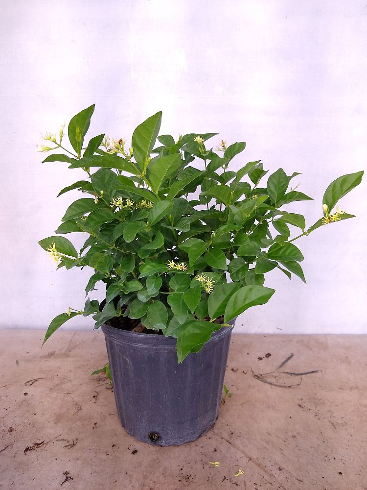 Buy Jasminum sambac, Arabian Jasmine, Sambac Jasmine Free Shipping