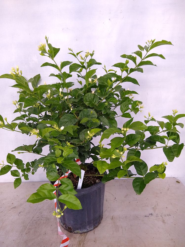 Buy Jasminum sambac, Arabian Jasmine, Sambac Jasmine Free Shipping