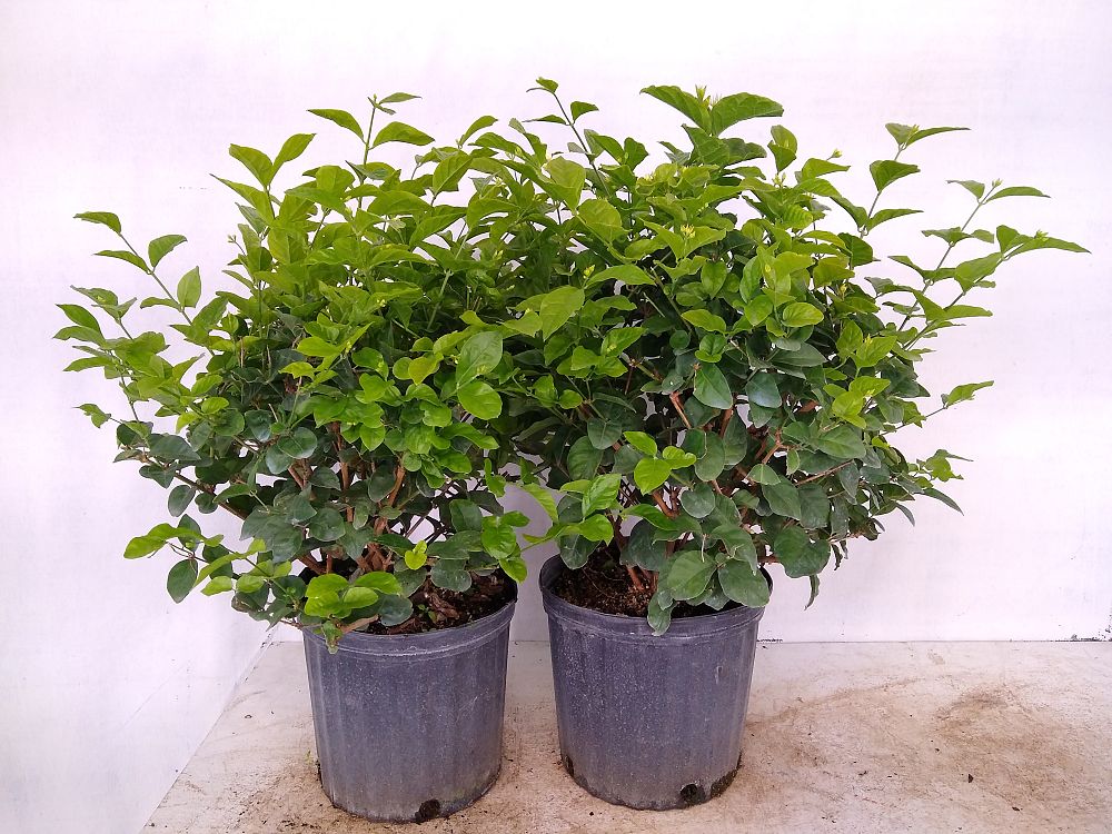Buy Jasminum sambac, Arabian Jasmine, Sambac Jasmine Free Shipping