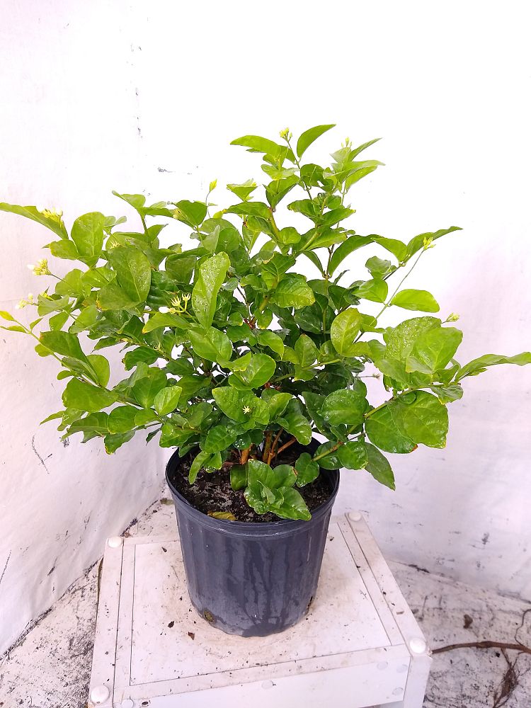 Buy Jasminum sambac, Arabian Jasmine, Sambac Jasmine Free Shipping