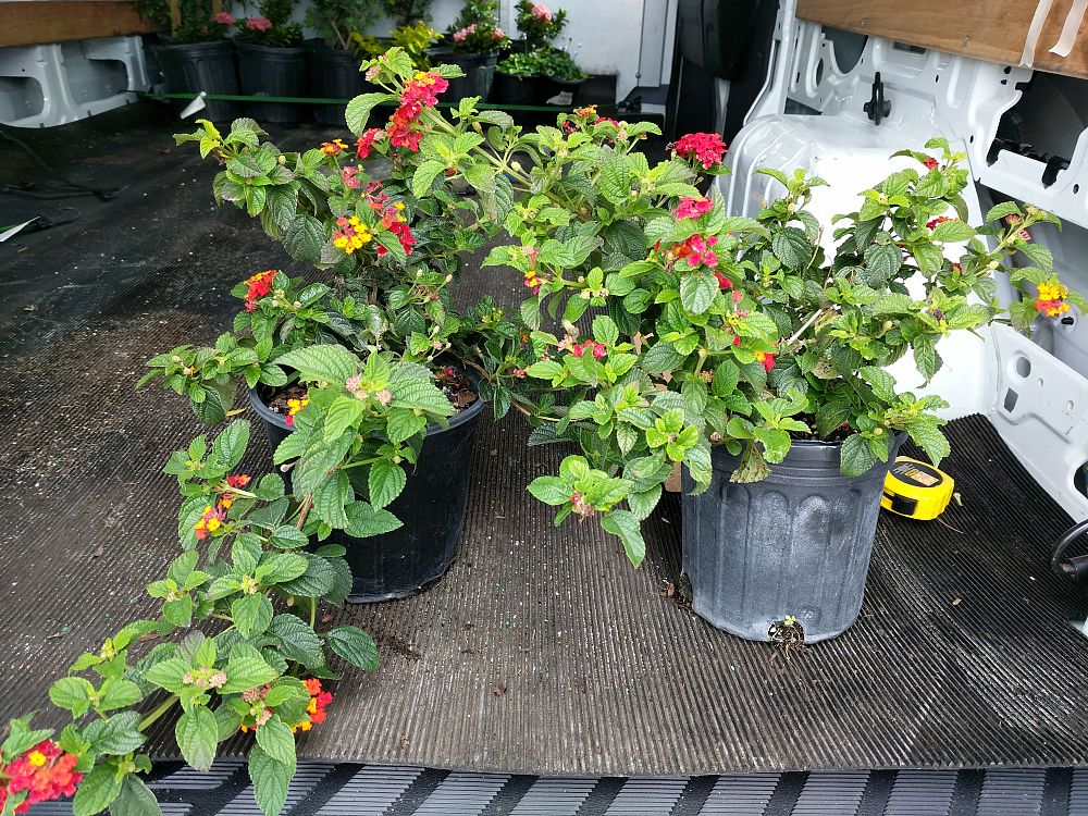 Lantana camara 'Confetti' PlantVine