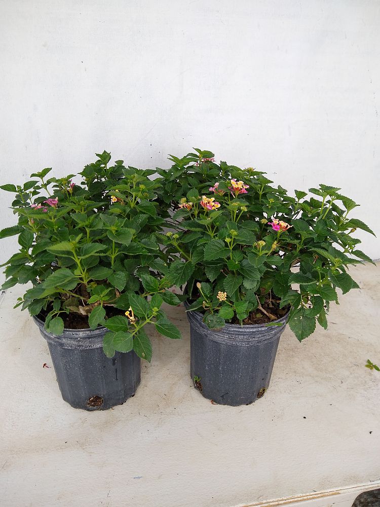 Buy Lantana camara 'Confetti' Free Shipping over 100