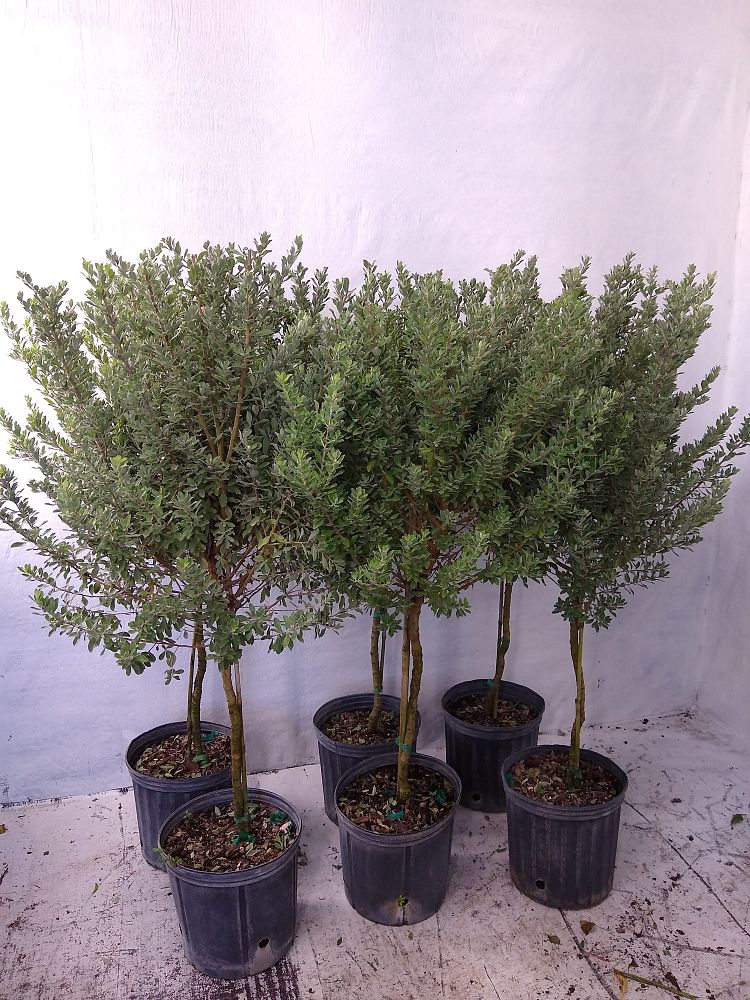 Buy Leucophyllum frutescens, Texas Sage, Cenizo, Barometer Bush