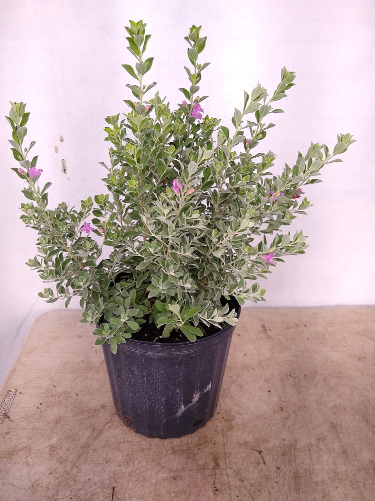 Buy Leucophyllum frutescens, Texas Sage, Cenizo, Barometer