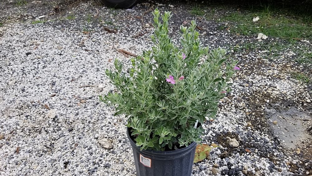 Leucophyllum frutescens, Texas Sage, Cenizo, Barometer Bush, Silverleaf