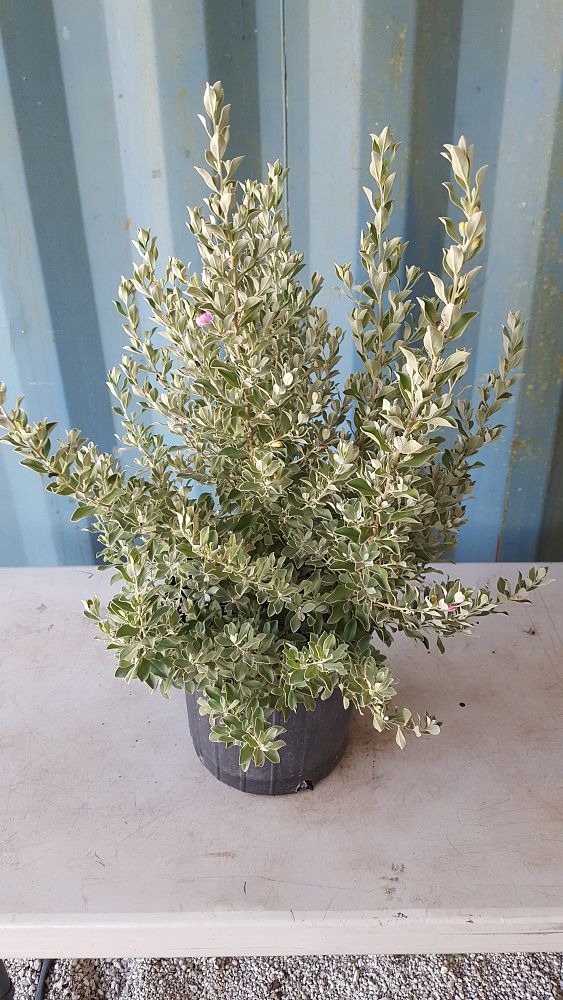 Leucophyllum frutescens, Texas Sage, Cenizo, Barometer Bush, Silverleaf