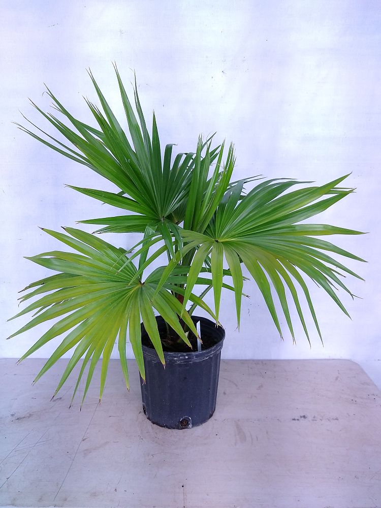 Buy Livistona chinensis, Chinese Fan Palm Free Shipping over 100