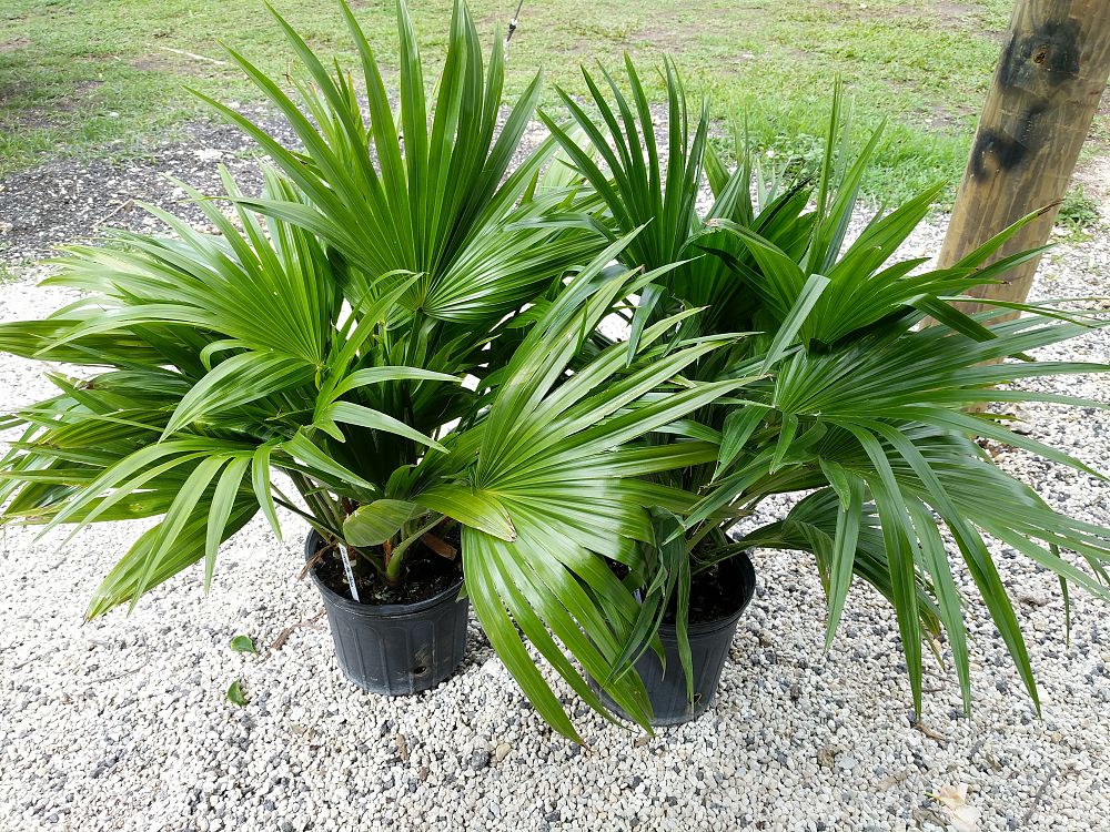 Livistona chinensis, Chinese Fan Palm PlantVine