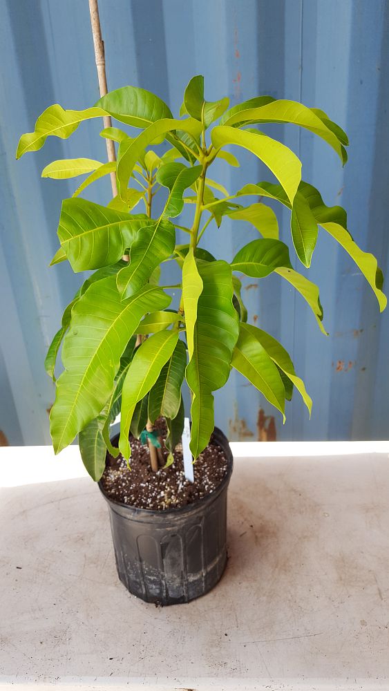 Mangifera indica 'Carrie', Mango PlantVine