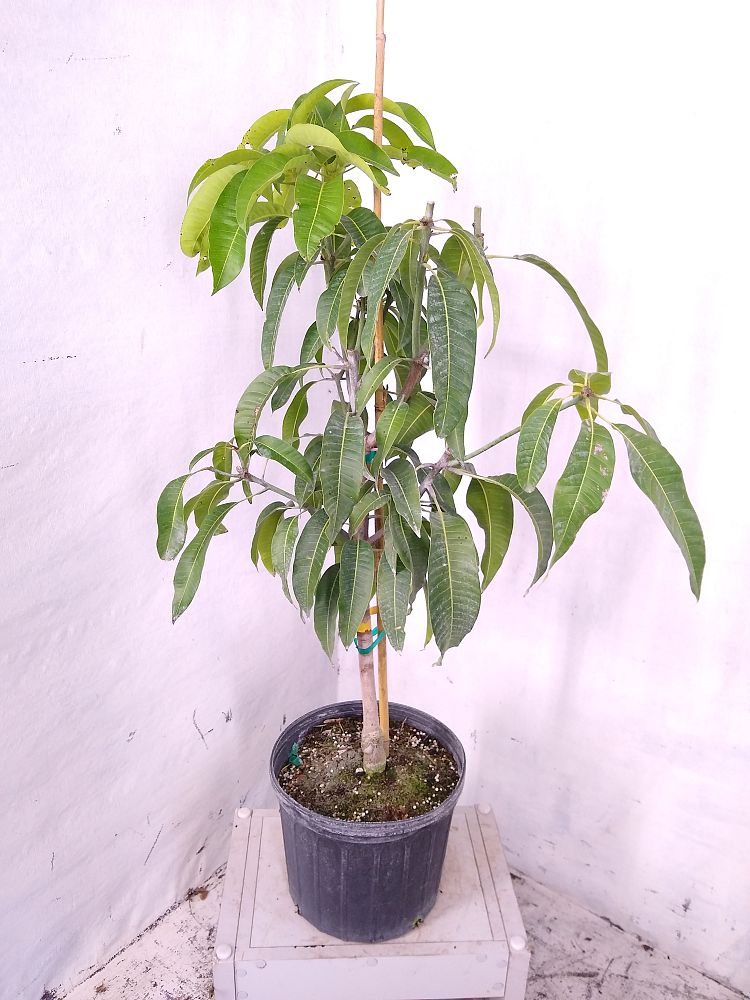 Buy Mangifera indica 'Carrie', Mango Free Shipping over 100