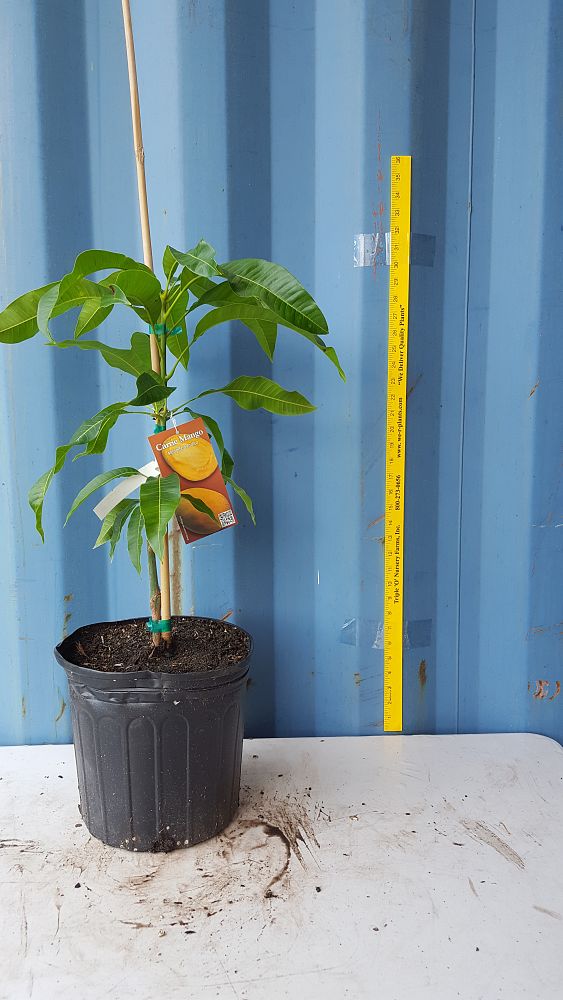 Mangifera indica 'Carrie', Mango PlantVine