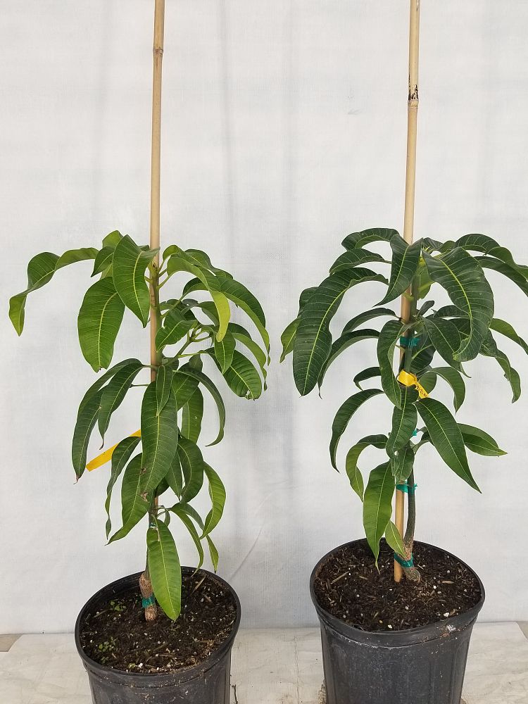 Buy Mangifera indica 'Carrie', Mango Free Shipping over 100