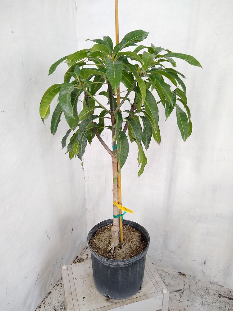 Buy Mangifera indica 'Carrie', Mango Free Shipping over 100