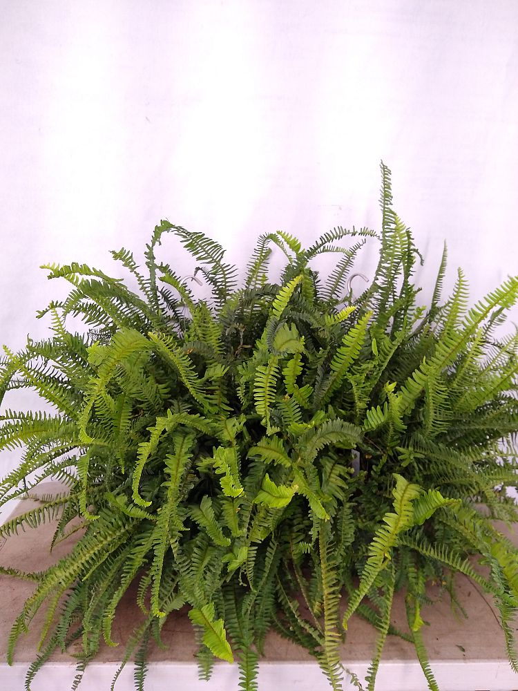 Buy Nephrolepis obliterata �Kimberly Queen�, Kimberly