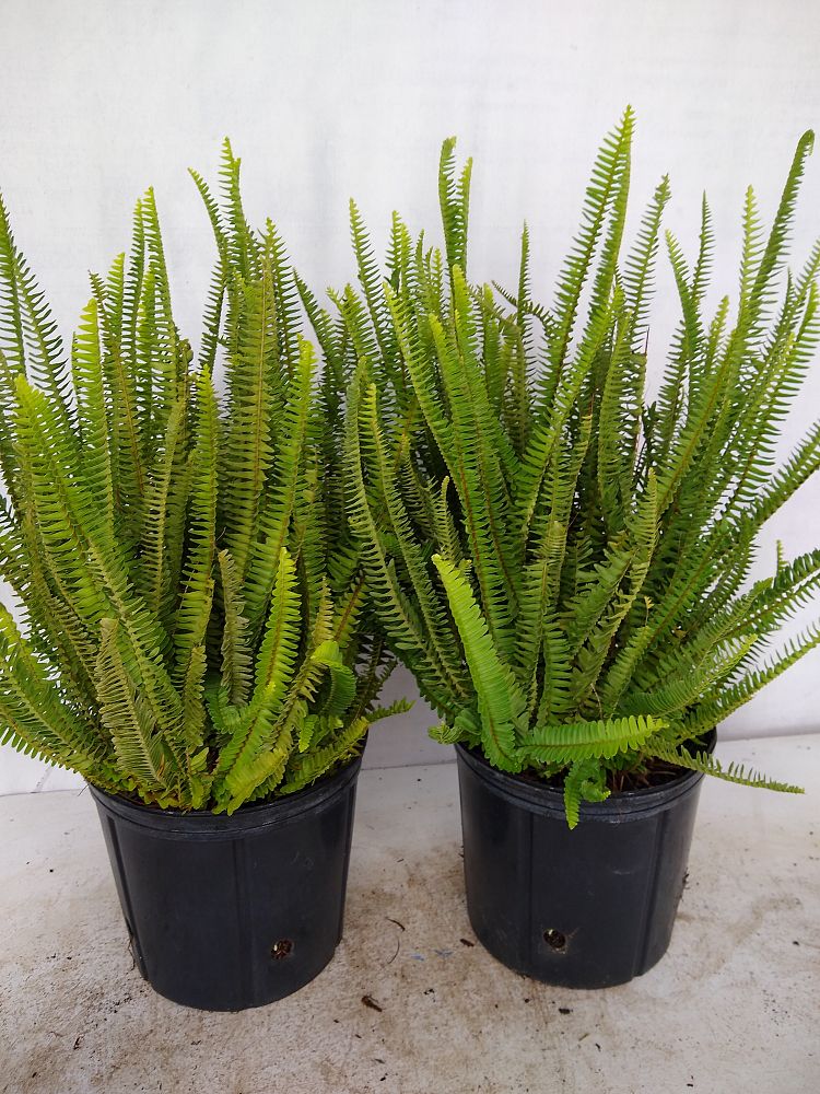 Buy Nephrolepis obliterata �Kimberly Queen�, Kimberly