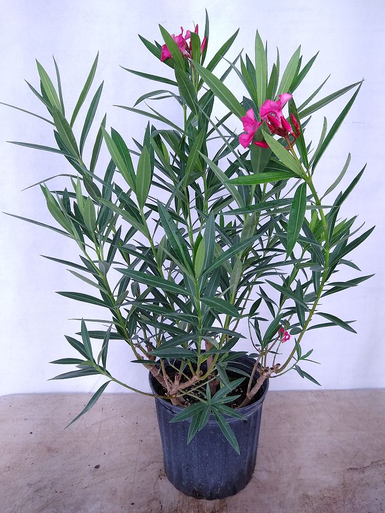 Buy Nerium oleander 'Calypso', Oleander Free Shipping over 100