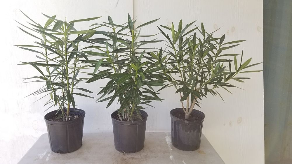 Nerium oleander 'Calypso', Oleander PlantVine