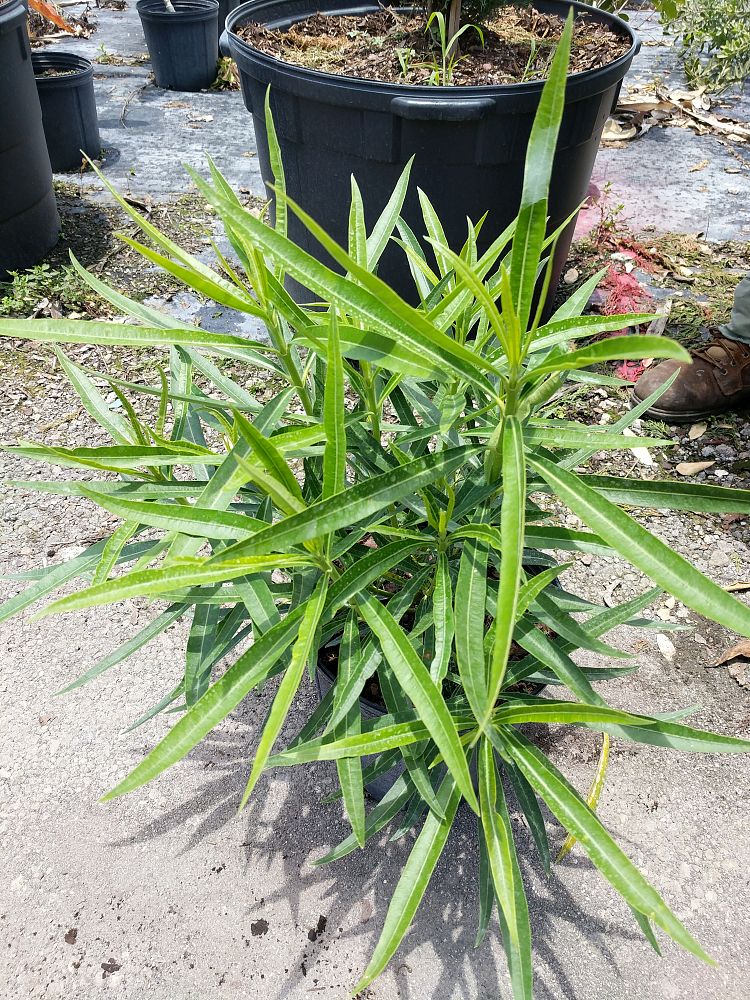 Nerium oleander 'Petite Pink', Dwarf Oleander | PlantVine