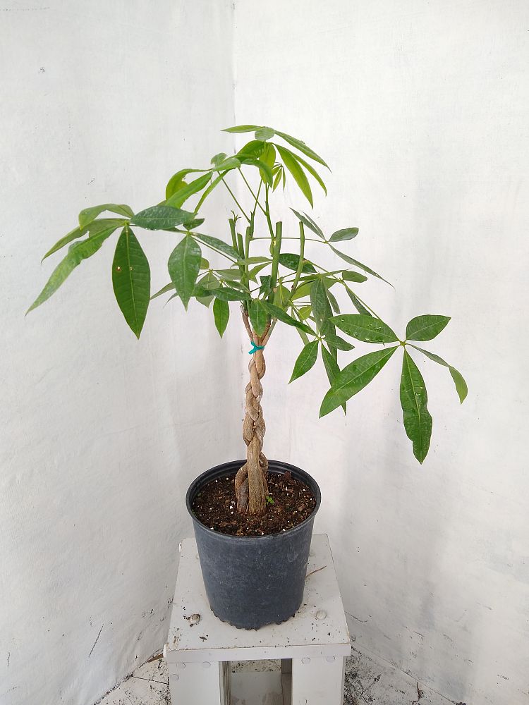 Buy Pachira aquatica, Water Chestnut, Guiana Chestnut