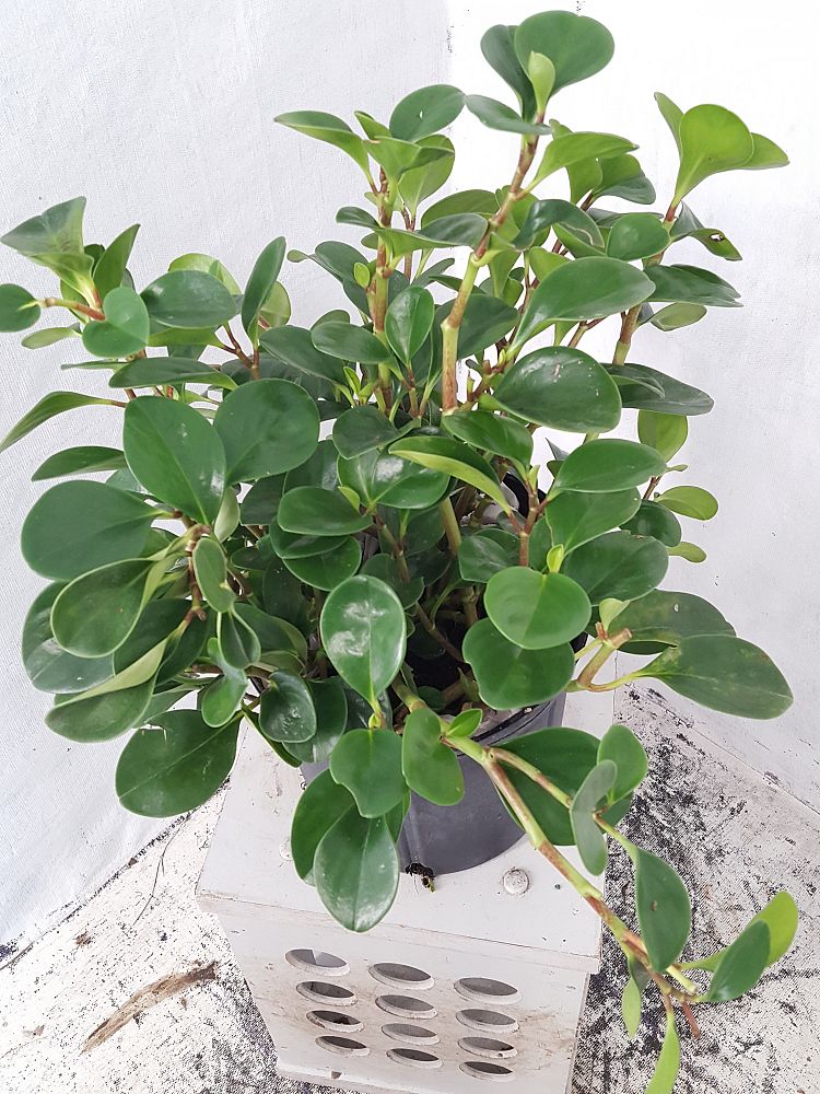 Buy Peperomia obtusifolia, Baby rubber plant Free Shipping over 100