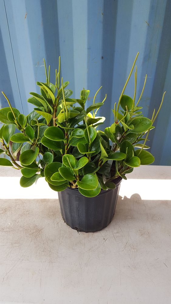 Buy Peperomia obtusifolia, Baby rubber plant Free Shipping over 100