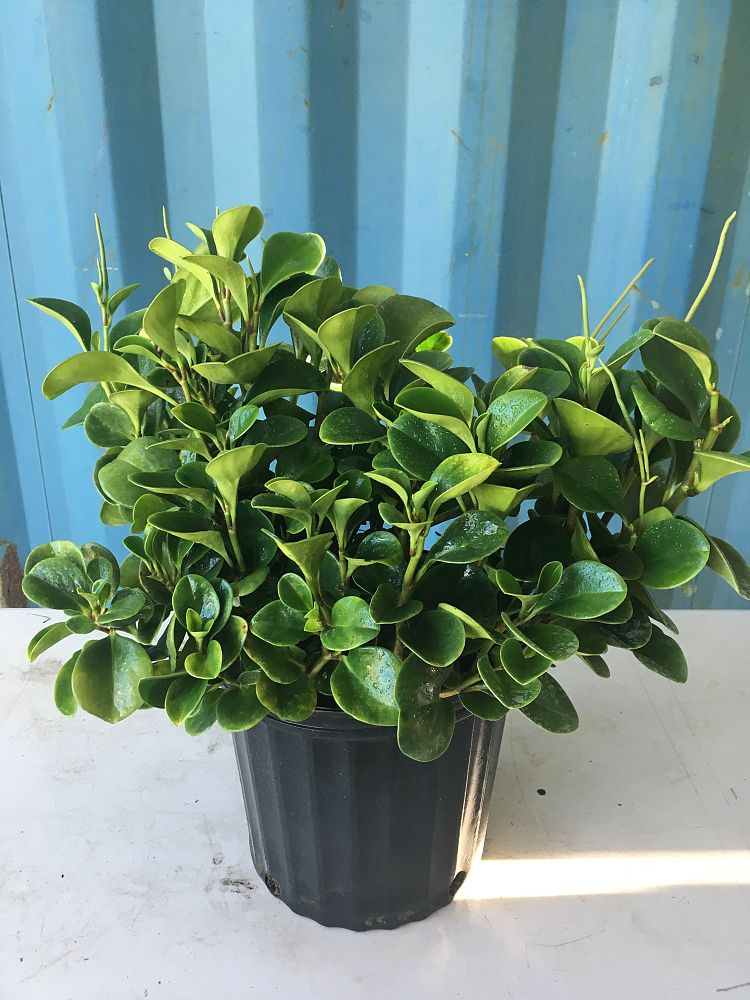Buy Peperomia obtusifolia, Baby rubber plant Free