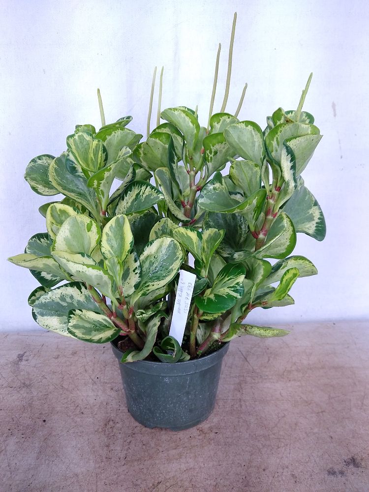 Buy Peperomia obtusifolia 'Marble', Baby rubber plant
