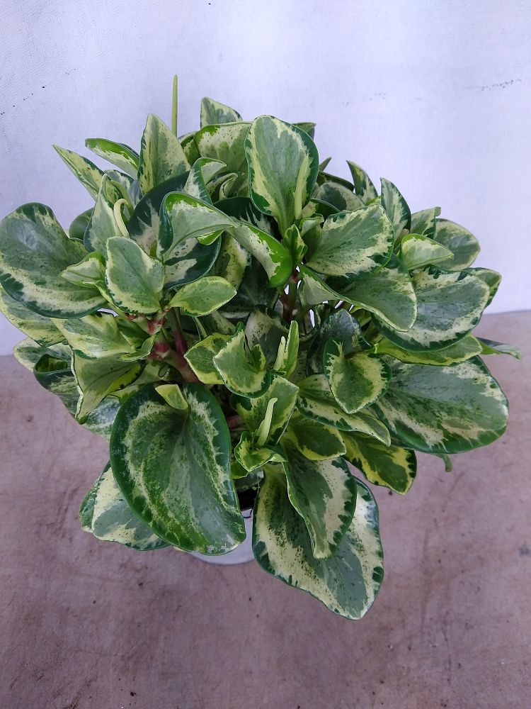 Buy Peperomia obtusifolia 'Marble', Baby rubber plant