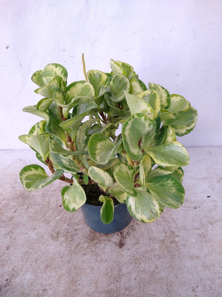 Buy Peperomia obtusifolia �Marble�, Baby rubber plant
