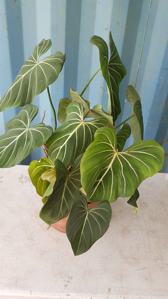 Philodendron Gloriosum
