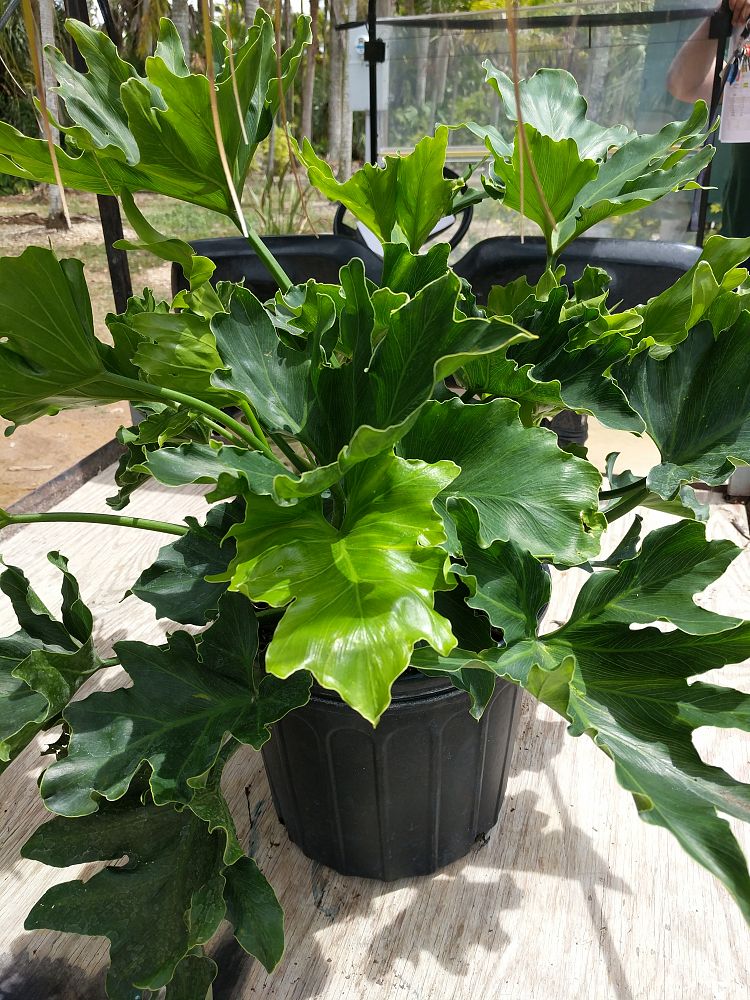 Philodendron bipinnatifidum 'Hope', Split-leaf Philodendron, Tree Philodendron | PlantVine
