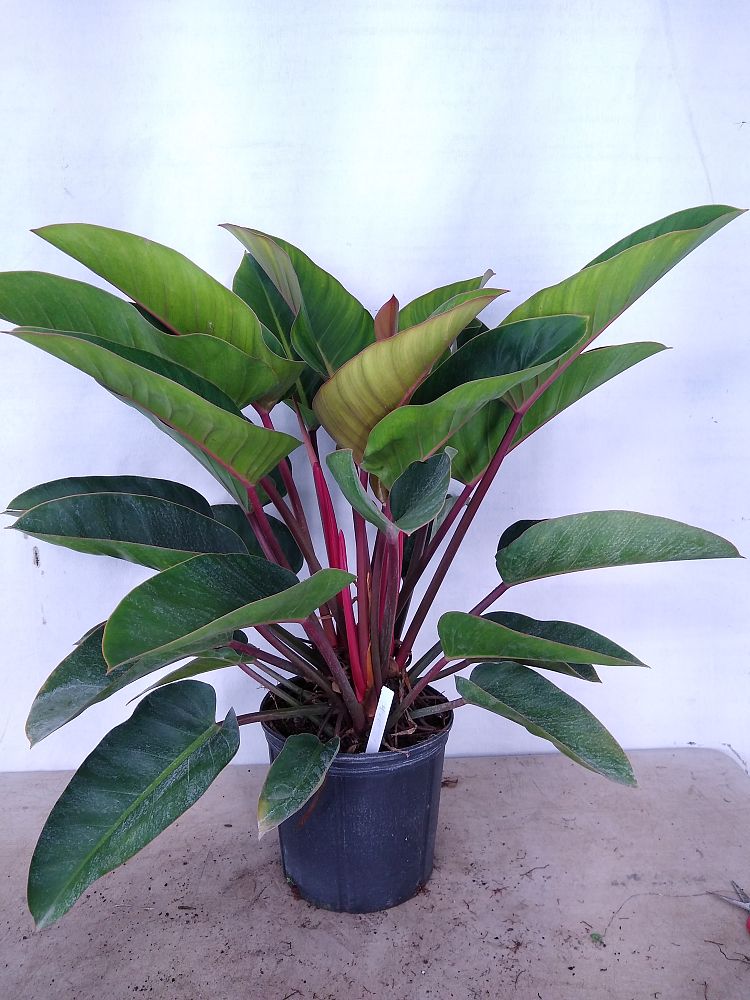 Buy Philodendron 'Rojo Congo', Red Congo Philodendron ...