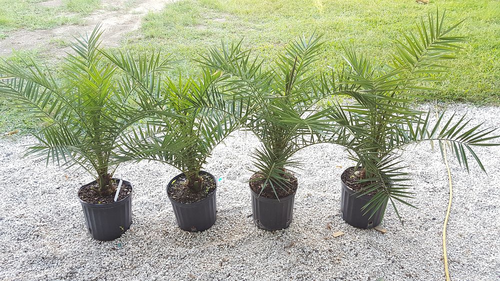 Phoenix canariensis, Canary Island Date Palm, Pineapple Palm PlantVine