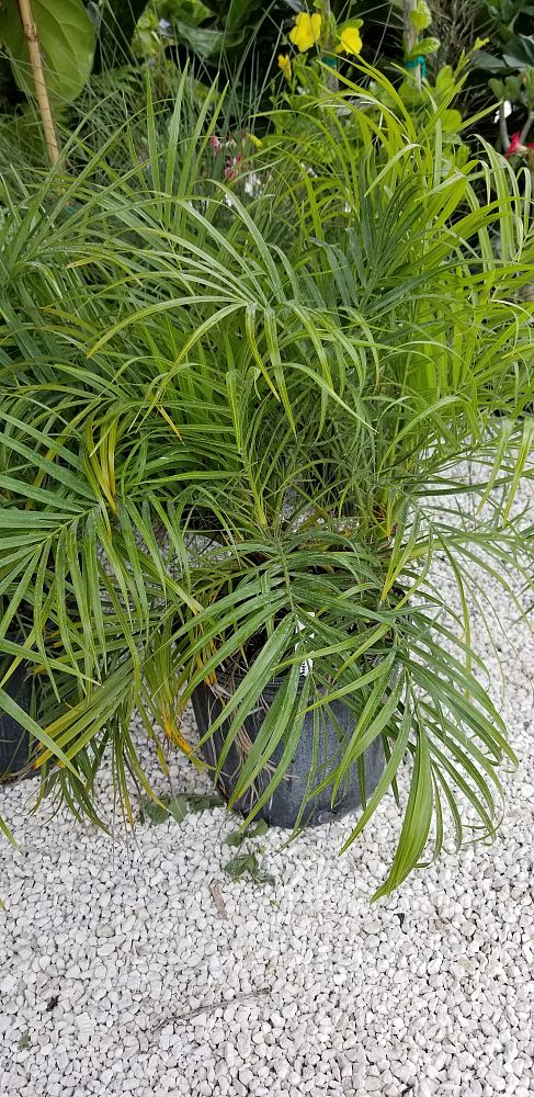 Phoenix roebelenii, Pygmy Date Palm, Roebelenii palm ...