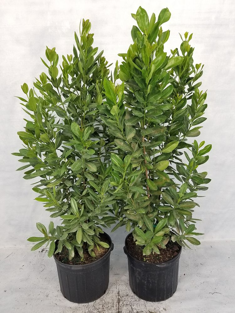 Pimenta racemosa, Bay Rum PlantVine