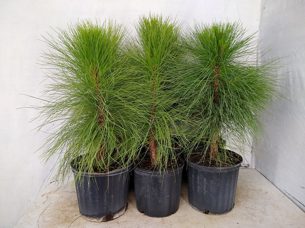 slash pine