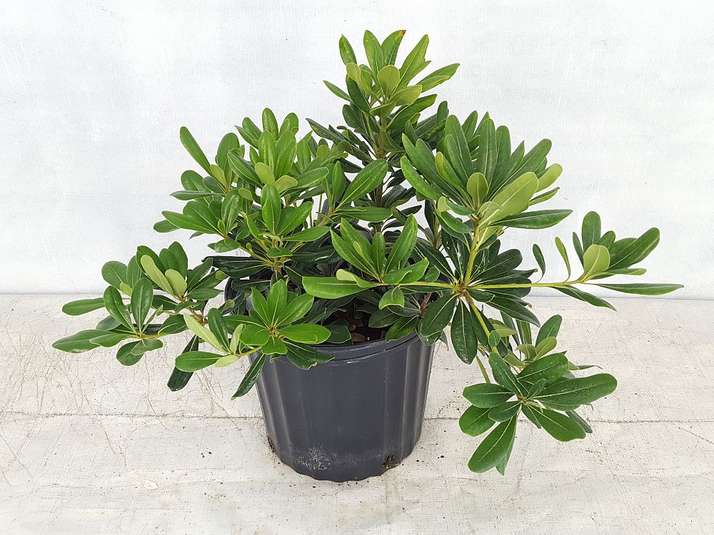 Buy Pittosporum tobira, Japanese Cheesewood Free Shipping over 100