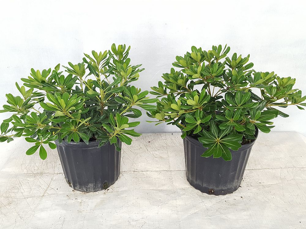 Buy Pittosporum tobira, Japanese Cheesewood Free Shipping over 100