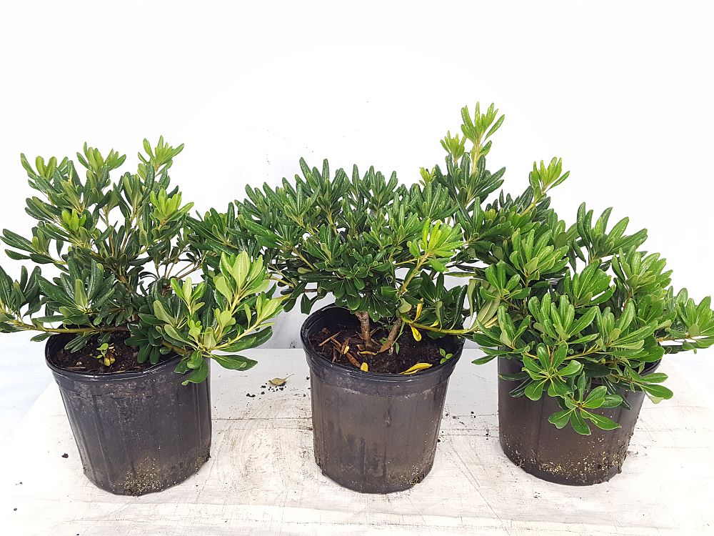 Buy Pittosporum tobira, Japanese Cheesewood Free Shipping over 100