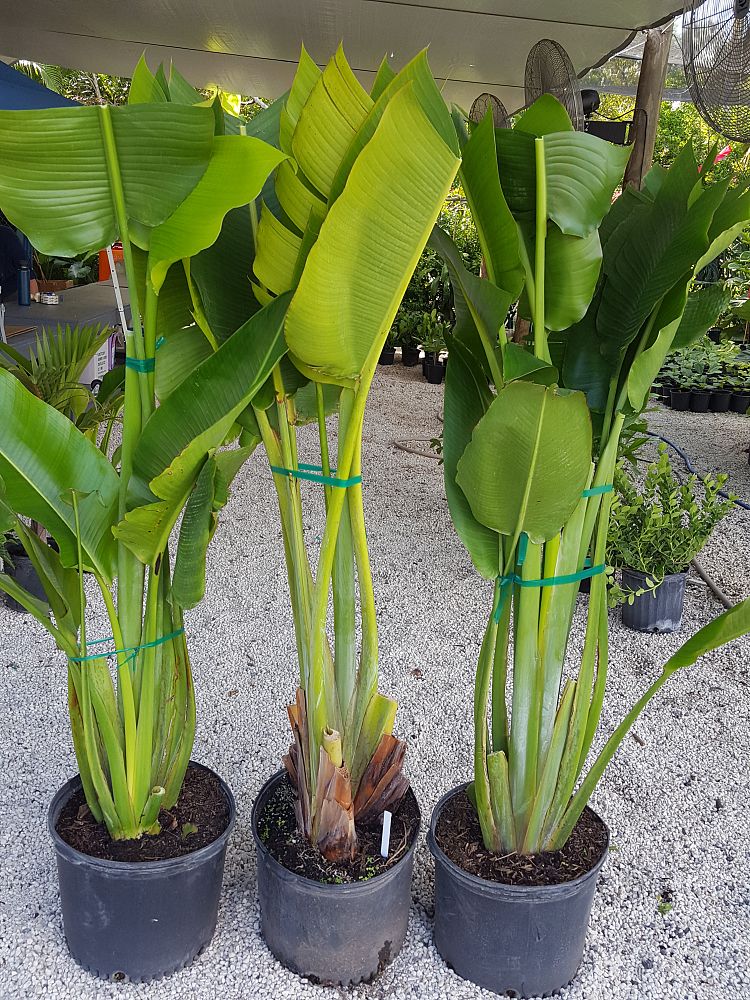 Ravenala madagascariensis, Travelers Tree, Travelers Palm