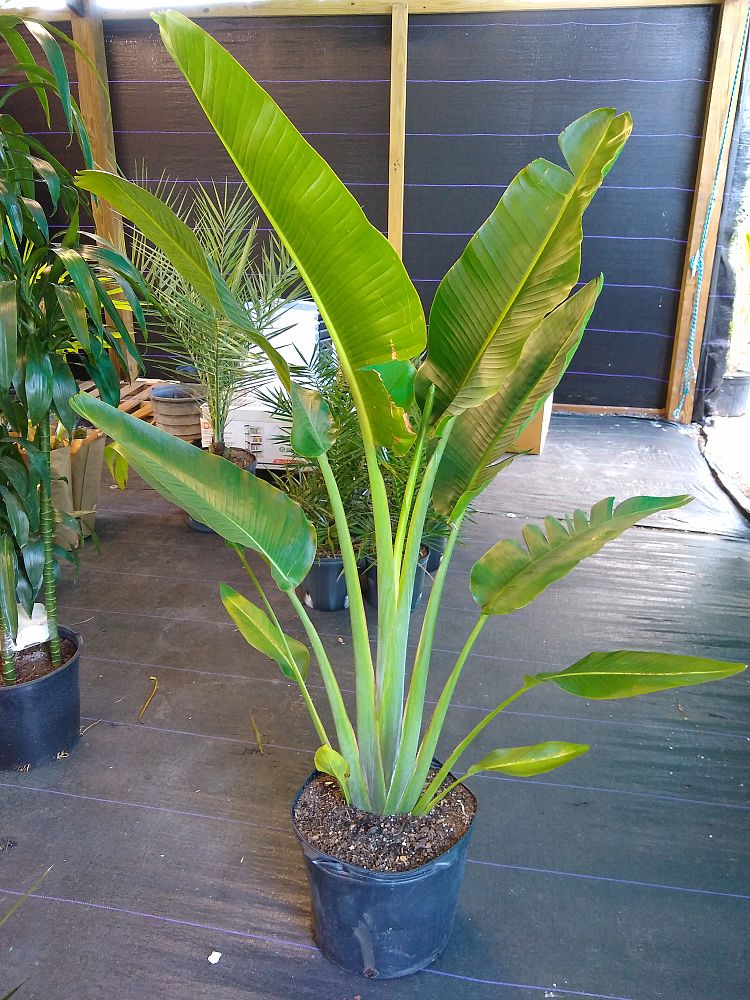 Buy Ravenala madagascariensis, Travelers Tree, Travelers