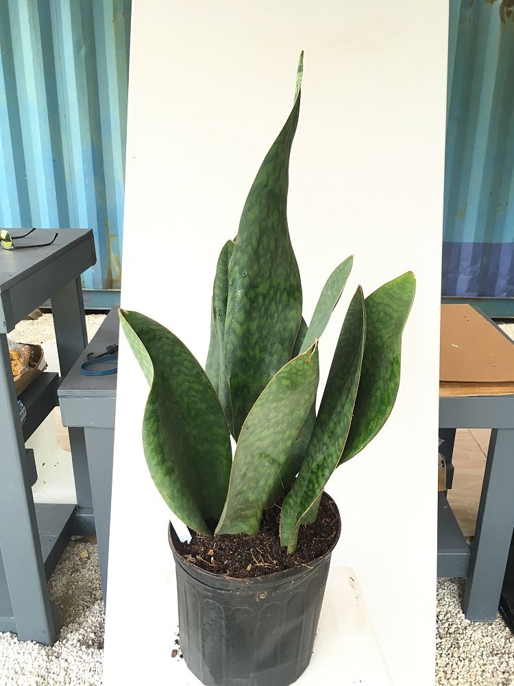 Sansevieria masoniana 'Whale Fin', Snake Plant, Mother in ...