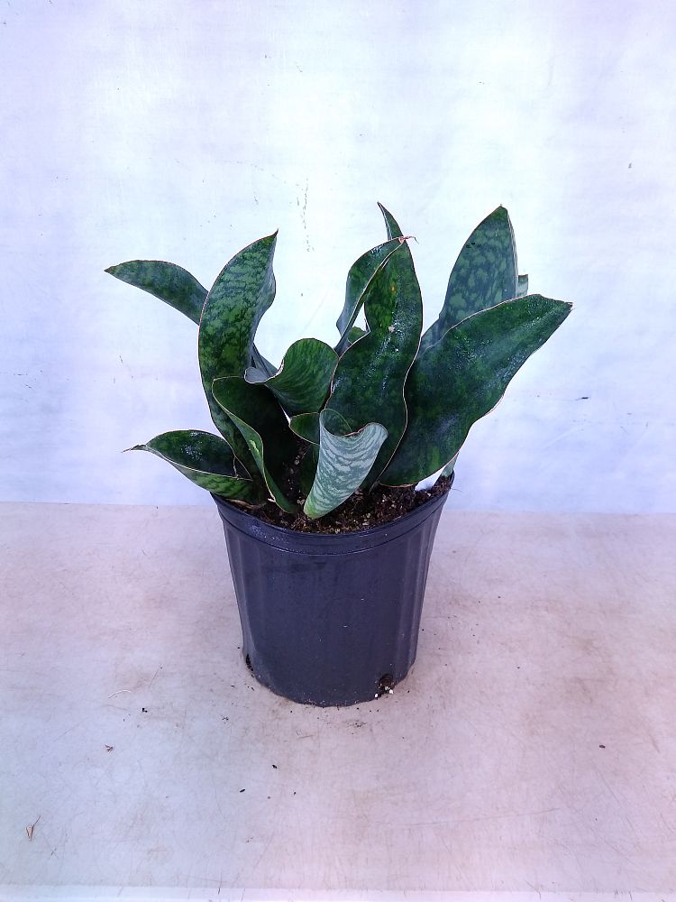 Buy Sansevieria masoniana 'Whale Fin', Snake Plant, Mother ...