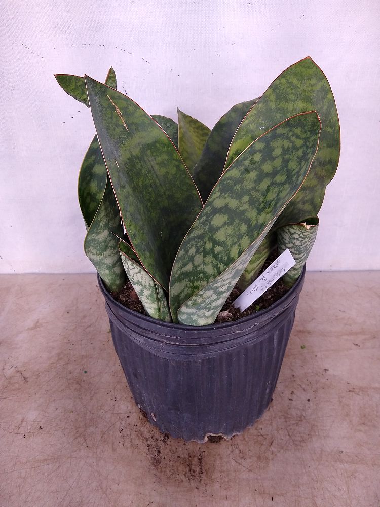 Buy Sansevieria masoniana 'Whale Fin', Snake Plant, Mother ...