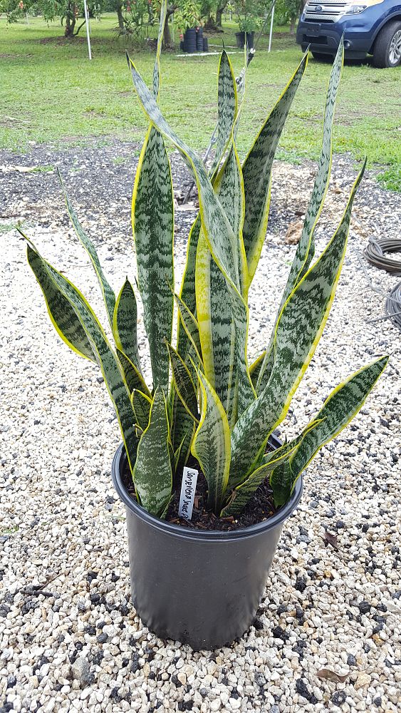 Sansevieria zeylanica, Snake Plant, Mother in law's tongue ...
