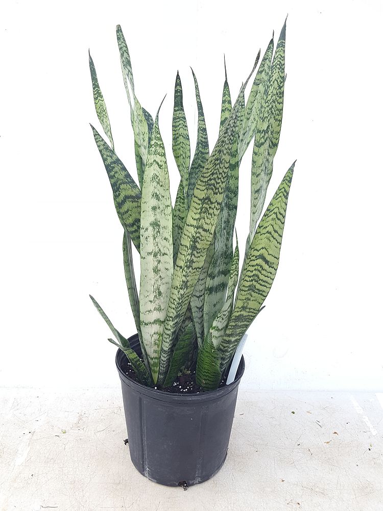 Sansevieria zeylanica, Snake Plant, Mother in law�s tongue
