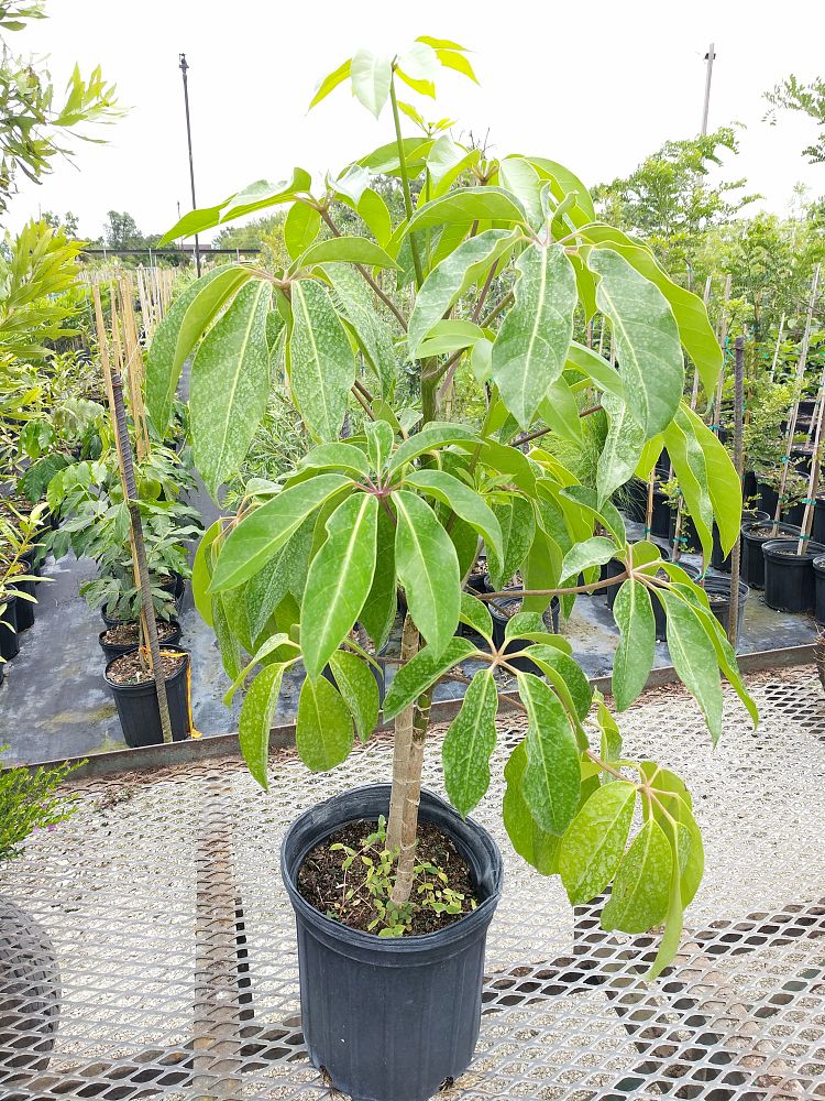 Schefflera actinophylla 'Amate', Umbrella Tree PlantVine
