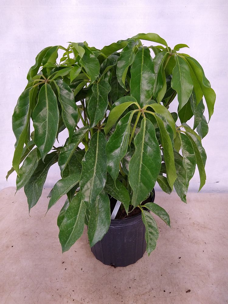 Buy Schefflera actinophylla 'Amate', Umbrella Tree Free Shipping over
